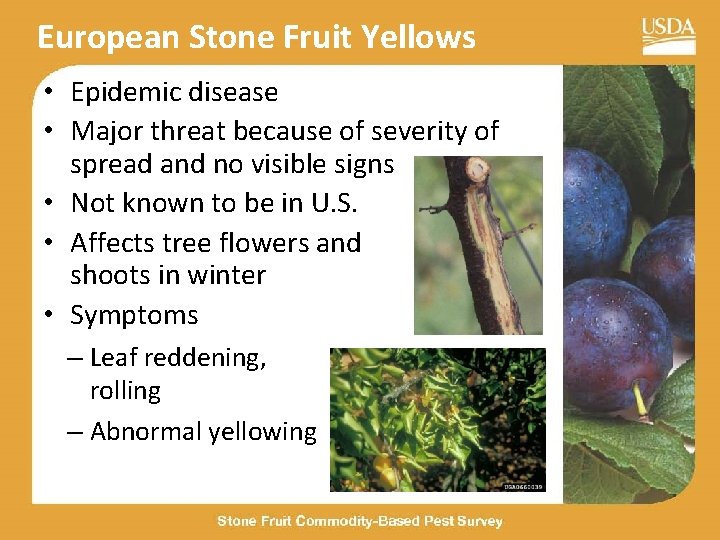 European Stone Fruit Yellows • Epidemic disease • Major threat because of severity of