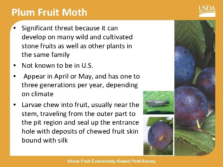 Plum Fruit Moth • Significant threat because it can develop on many wild and