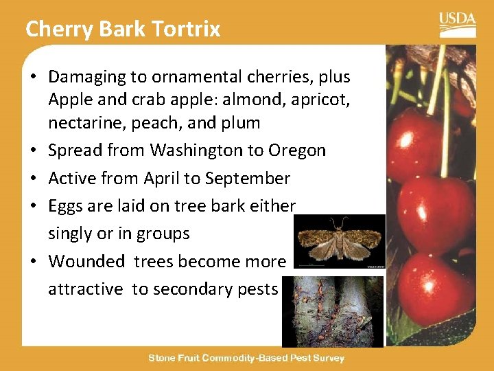 Cherry Bark Tortrix • Damaging to ornamental cherries, plus Apple and crab apple: almond,