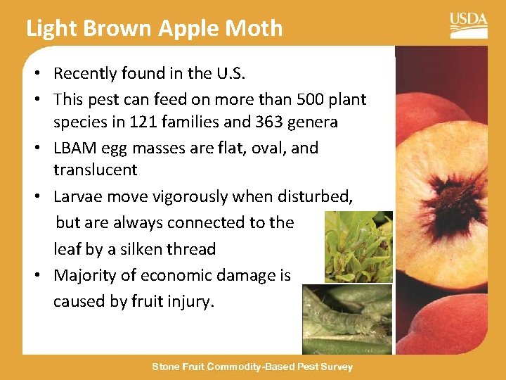 Light Brown Apple Moth • Recently found in the U. S. • This pest
