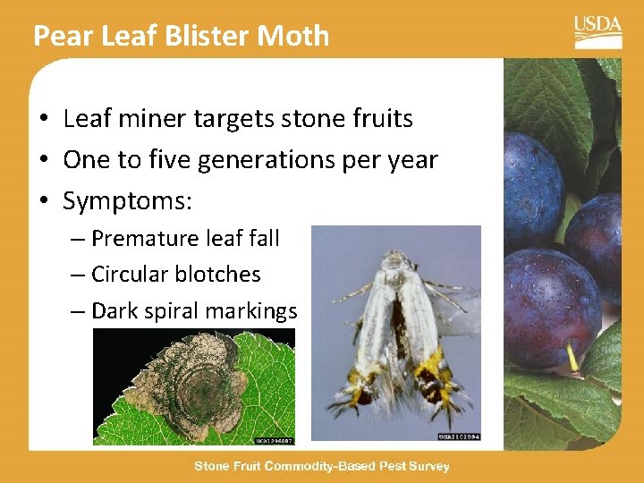 Pear Leaf Blister Moth • Leaf miner targets stone fruits • One to five