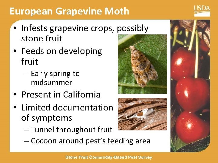 European Grapevine Moth • Infests grapevine crops, possibly stone fruit • Feeds on developing