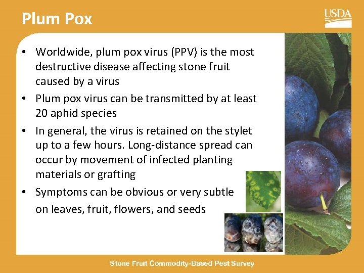 Plum Pox • Worldwide, plum pox virus (PPV) is the most destructive disease affecting