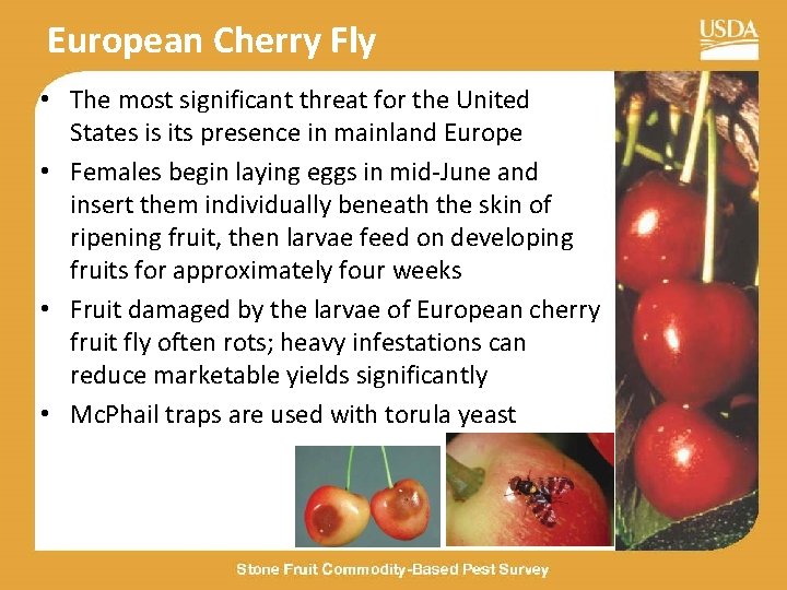 European Cherry Fly • The most significant threat for the United States is its