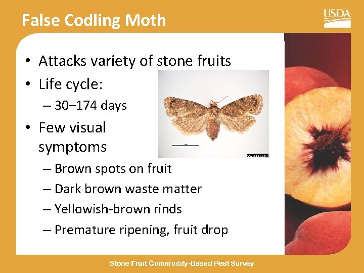False Codling Moth • Attacks variety of stone fruits • Life cycle: – 30–