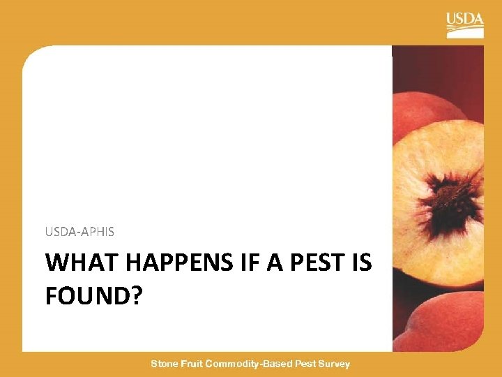 USDA-APHIS WHAT HAPPENS IF A PEST IS FOUND? 