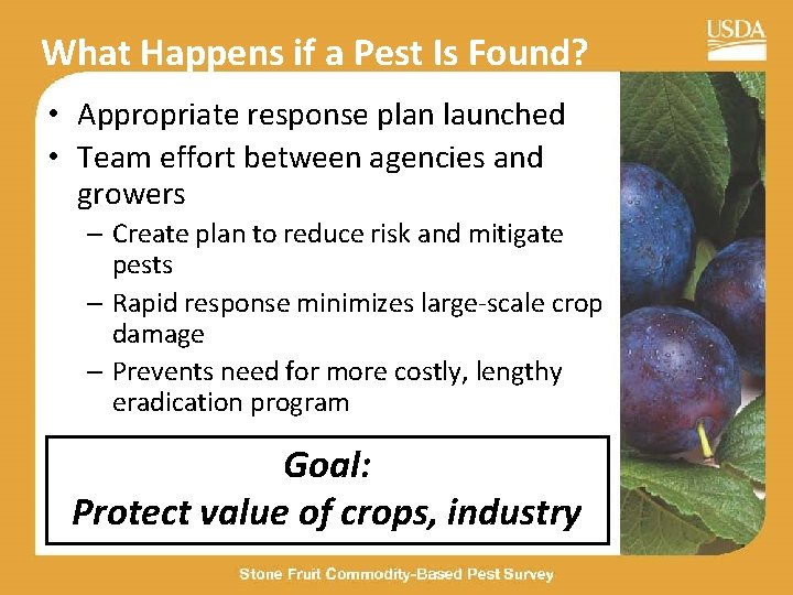 What Happens if a Pest Is Found? • Appropriate response plan launched • Team