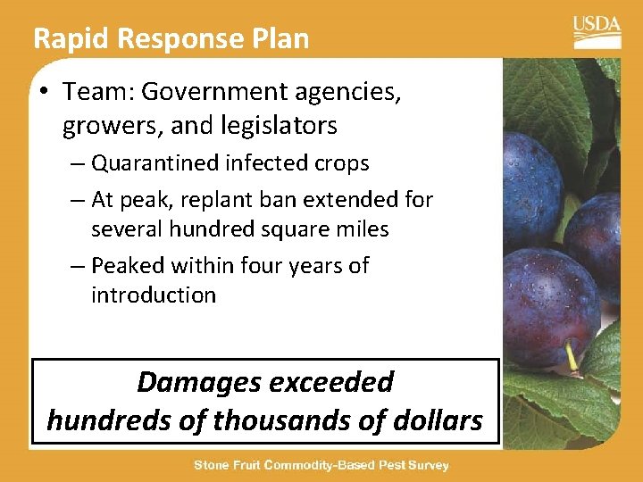 Rapid Response Plan • Team: Government agencies, growers, and legislators – Quarantined infected crops Rapid Response Plan • Team: Government agencies, growers, and legislators – Quarantined infected crops