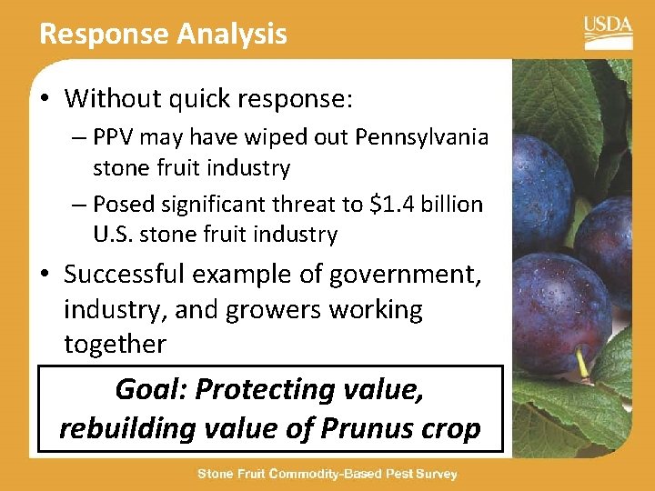 Response Analysis • Without quick response: – PPV may have wiped out Pennsylvania stone