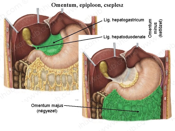 Lig. hepatogastricum Lig. hepatoduodenale Omentum majus (négyezet) Omentum minus (kettőzet) Omentum, epiploon, cseplesz 