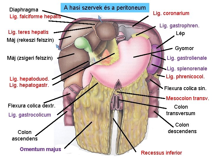 A hasi szervek és a peritoneum Diaphragma Lig. falciforme hepatis Lig. teres hepatis Máj