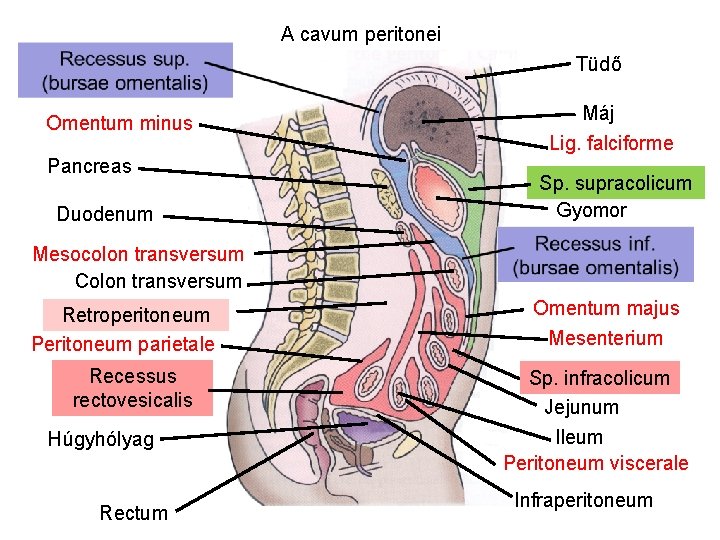 A cavum peritonei Tüdő Omentum minus Pancreas Duodenum Máj Lig. falciforme Sp. supracolicum Gyomor