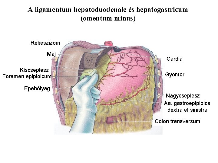 A ligamentum hepatoduodenale és hepatogastricum (omentum minus) Rekeszizom Máj Kiscseplesz Foramen epiploicum Cardia Gyomor