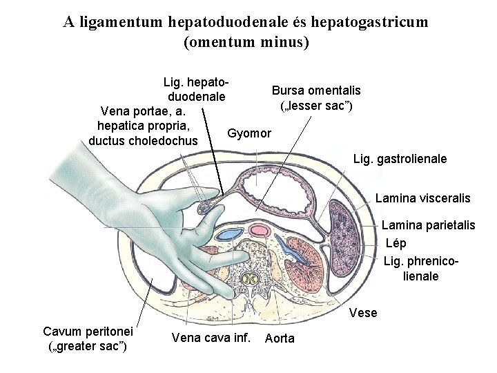 A ligamentum hepatoduodenale és hepatogastricum (omentum minus) Lig. hepato. Bursa omentalis duodenale („lesser sac”)