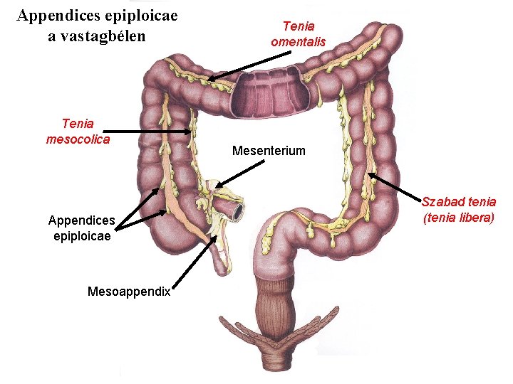 Appendices epiploicae a vastagbélen Tenia mesocolica Appendices epiploicae Mesoappendix Tenia omentalis Mesenterium Szabad tenia