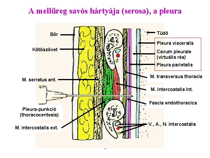 A mellüreg savós hártyája (serosa), a pleura Tüdő Bőr Pleura visceralis Kötőszövet Cavum pleurale