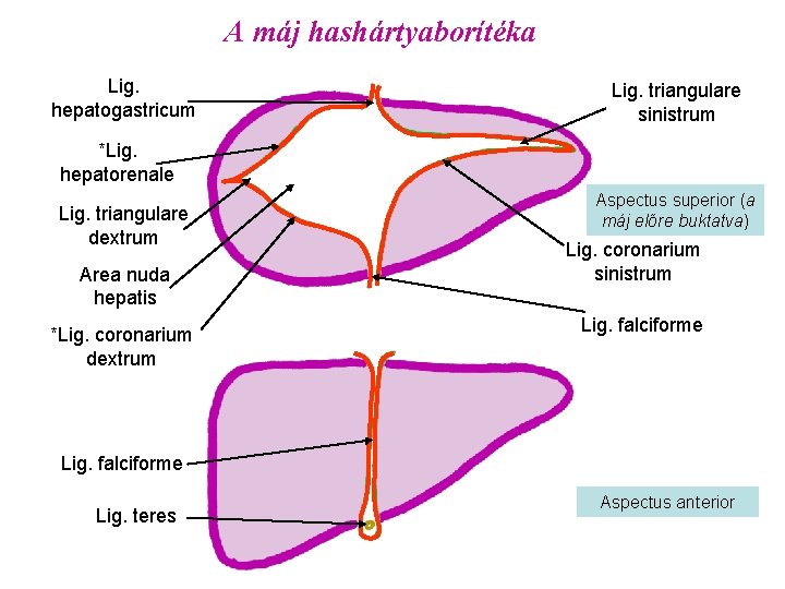 A máj hashártyaborítéka Lig. hepatogastricum Lig. triangulare sinistrum *Lig. hepatorenale Lig. triangulare dextrum Area