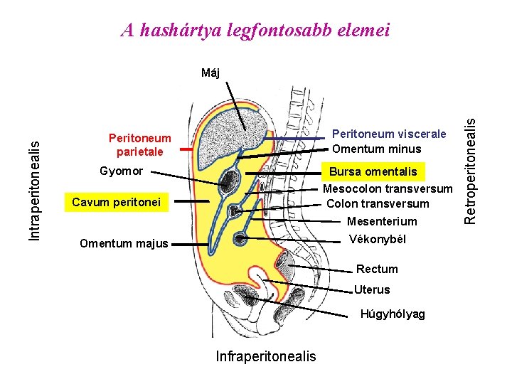 A hashártya legfontosabb elemei Peritoneumviscerale Peritoneum Omentum minus Peritoneum parietale Gyomor Bursa omentalis Mesocolon