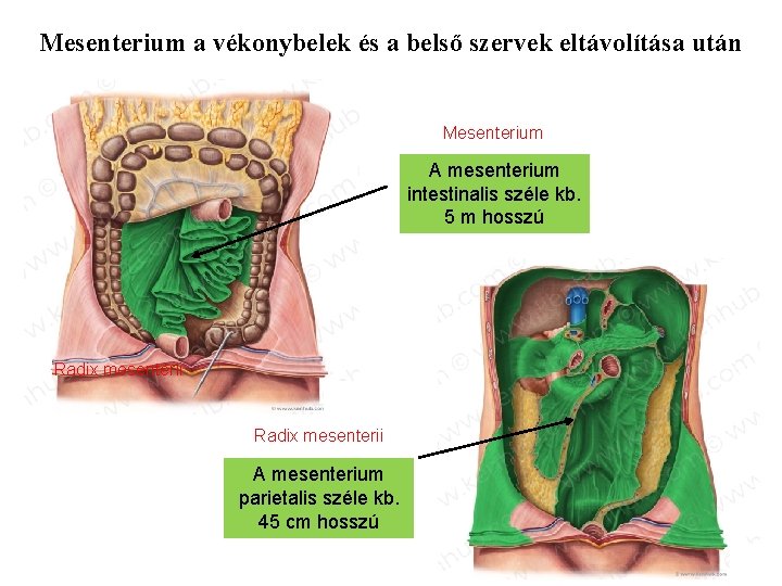 Mesenterium a vékonybelek és a belső szervek eltávolítása után Mesenterium A mesenterium intestinalis széle