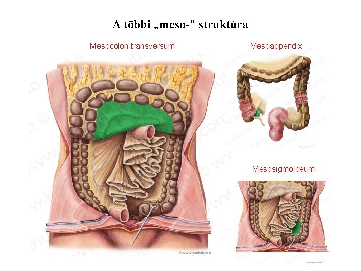 A többi „meso-” struktúra Mesocolon transversum Mesoappendix Mesosigmoideum Az intestinalis szél kb. 5 méter