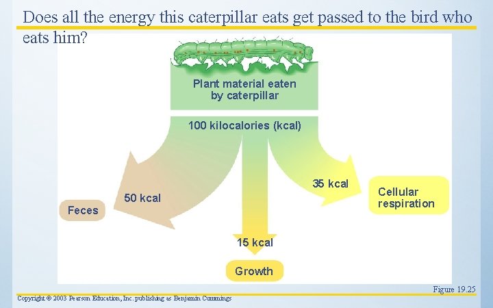 Does all the energy this caterpillar eats get passed to the bird who eats