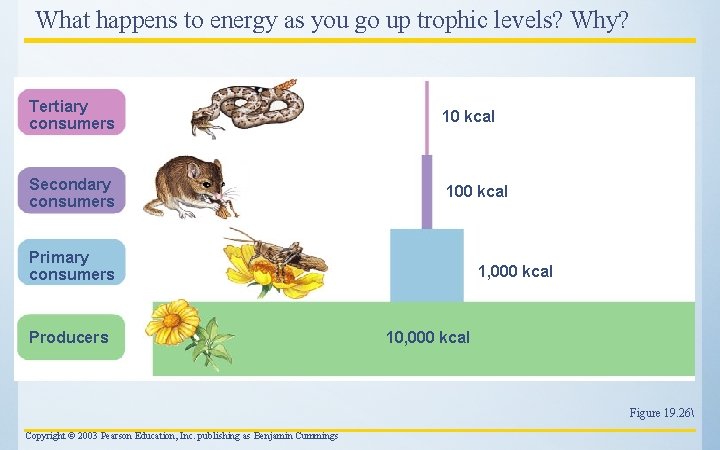 What happens to energy as you go up trophic levels? Why? Tertiary consumers 10