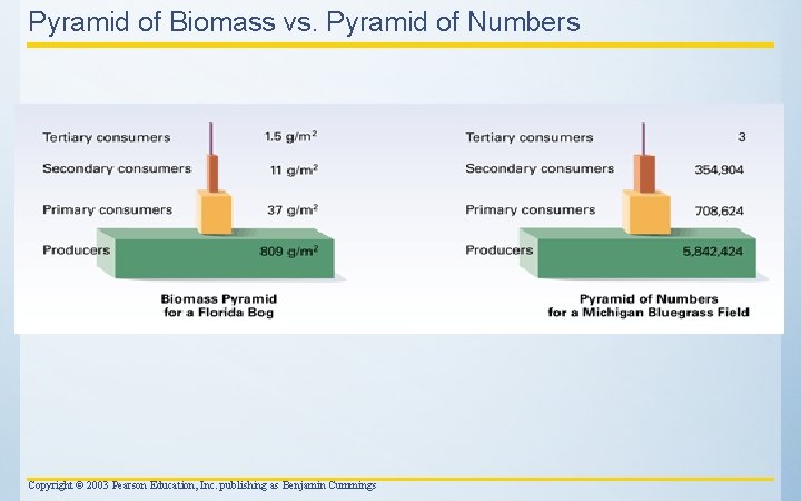 Pyramid of Biomass vs. Pyramid of Numbers Copyright © 2003 Pearson Education, Inc. publishing