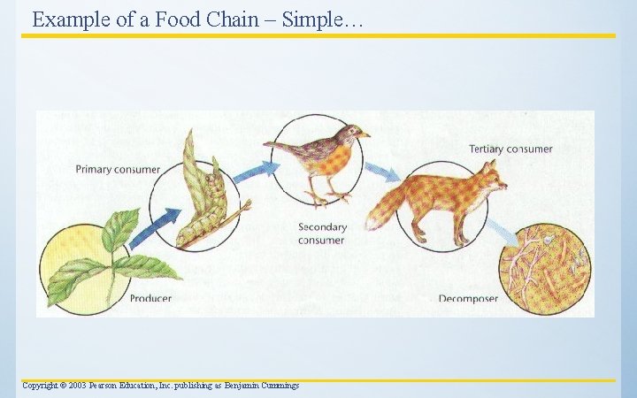 Example of a Food Chain – Simple… Copyright © 2003 Pearson Education, Inc. publishing