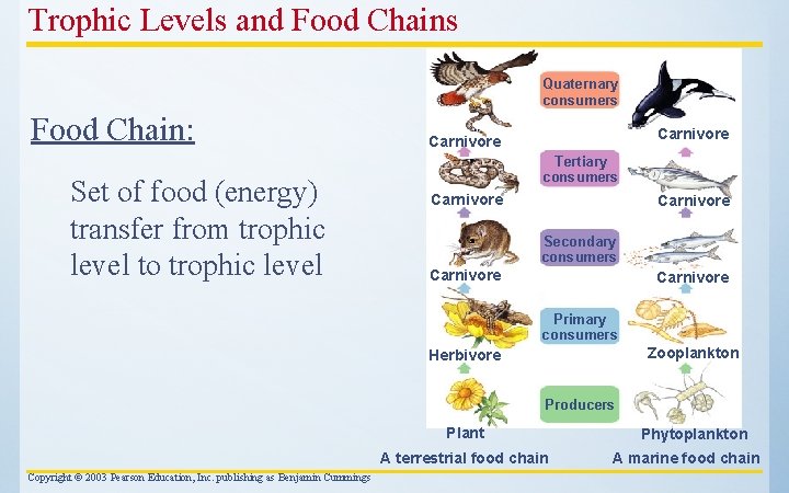Trophic Levels and Food Chains Quaternary consumers Food Chain: Set of food (energy) transfer