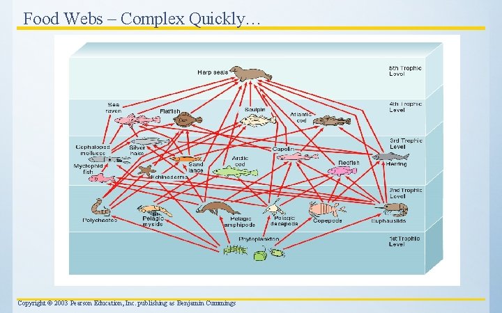 Food Webs – Complex Quickly… Copyright © 2003 Pearson Education, Inc. publishing as Benjamin