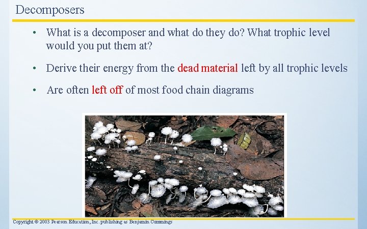 Decomposers • What is a decomposer and what do they do? What trophic level