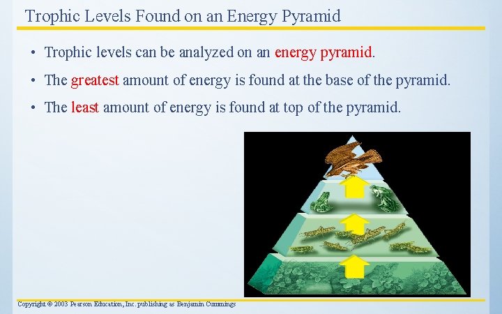 Trophic Levels Found on an Energy Pyramid • Trophic levels can be analyzed on