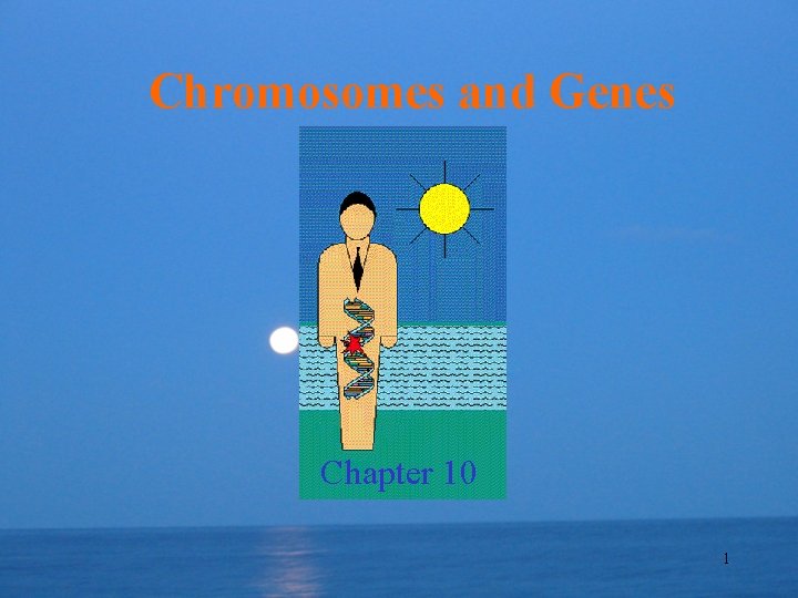 Chromosomes and Genes Chapter 10 1 
