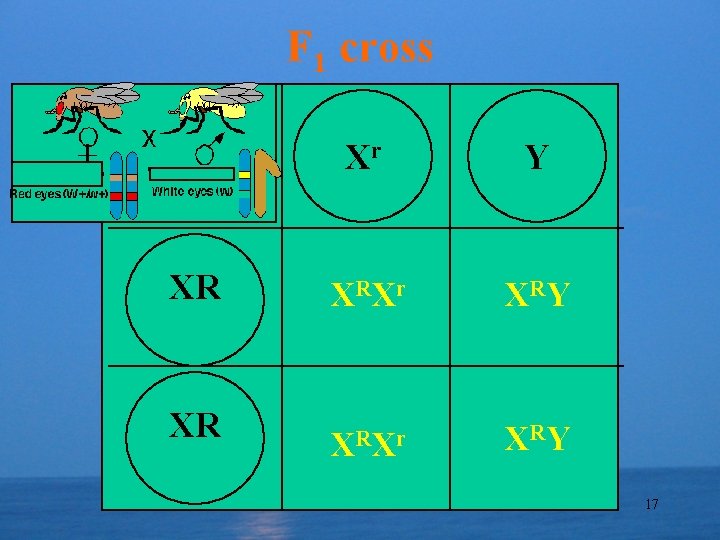 F 1 cross XR XR Xr Y X RX r X RY 17 