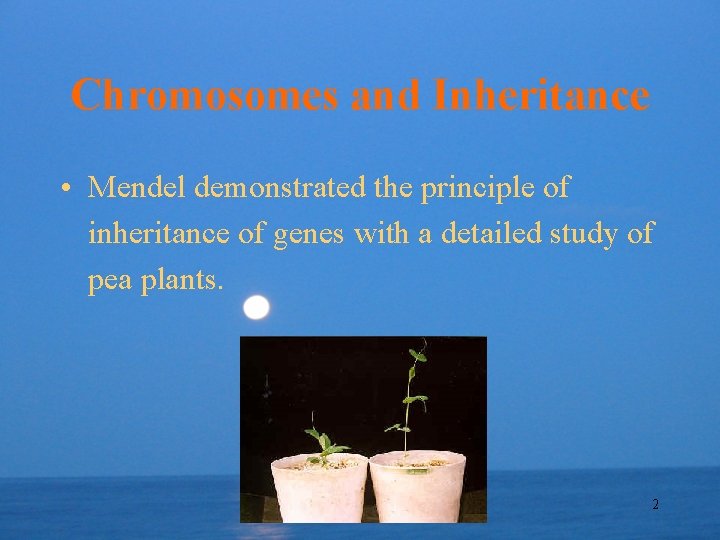 Chromosomes and Inheritance • Mendel demonstrated the principle of inheritance of genes with a