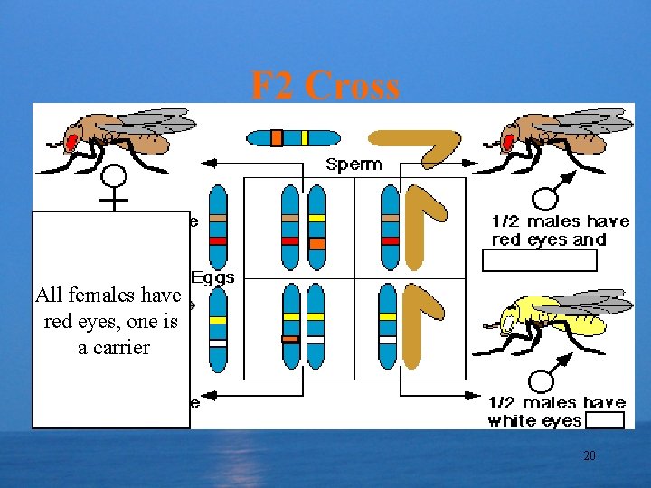 F 2 Cross All females have red eyes, one is a carrier 20 