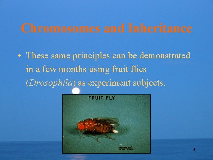 Chromosomes and Inheritance • These same principles can be demonstrated in a few months