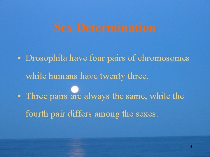 Sex Determination • Drosophila have four pairs of chromosomes while humans have twenty three.