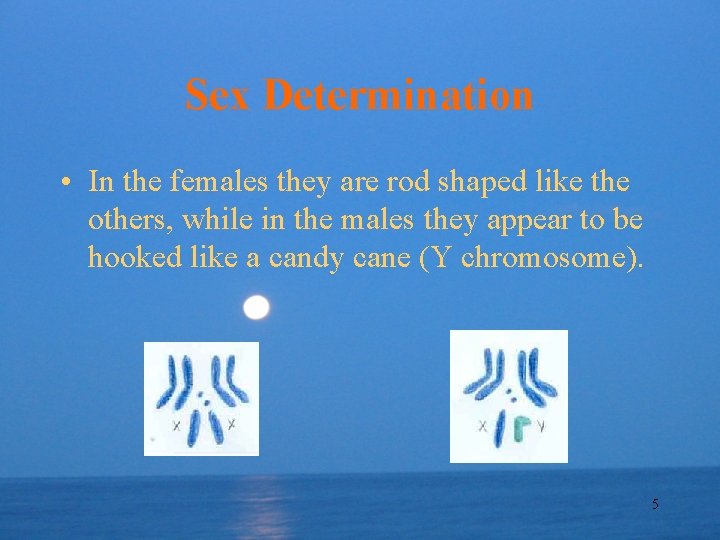 Sex Determination • In the females they are rod shaped like the others, while