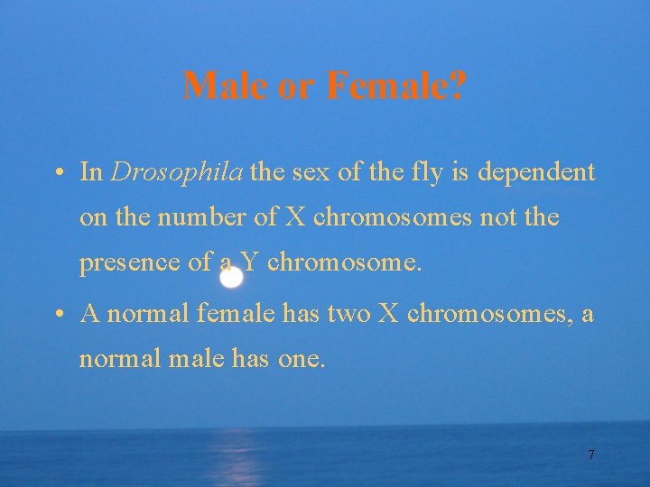 Male or Female? • In Drosophila the sex of the fly is dependent on
