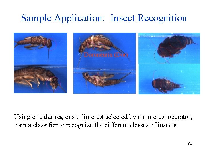 Sample Application: Insect Recognition Doroneuria (Dor) Using circular regions of interest selected by an Sample Application: Insect Recognition Doroneuria (Dor) Using circular regions of interest selected by an