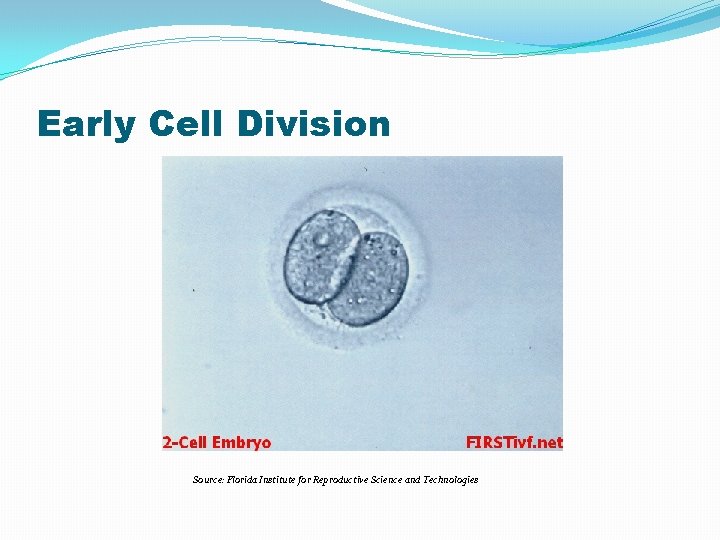 Early Cell Division Source: Florida Institute for Reproductive Science and Technologies 