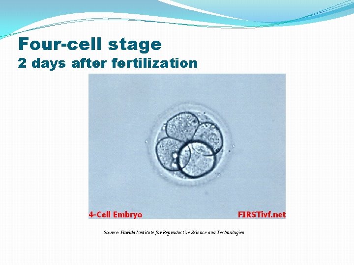 Four-cell stage 2 days after fertilization Source: Florida Institute for Reproductive Science and Technologies Four-cell stage 2 days after fertilization Source: Florida Institute for Reproductive Science and Technologies