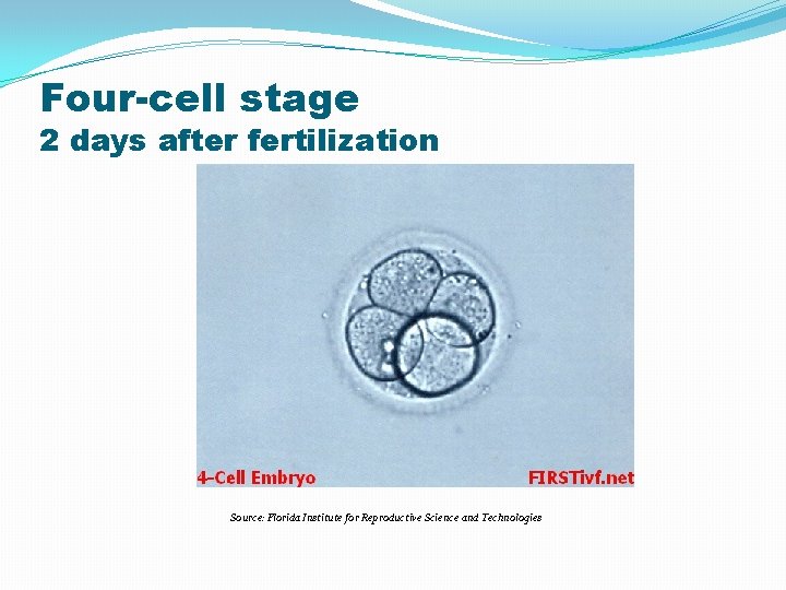 Four-cell stage 2 days after fertilization Source: Florida Institute for Reproductive Science and Technologies
