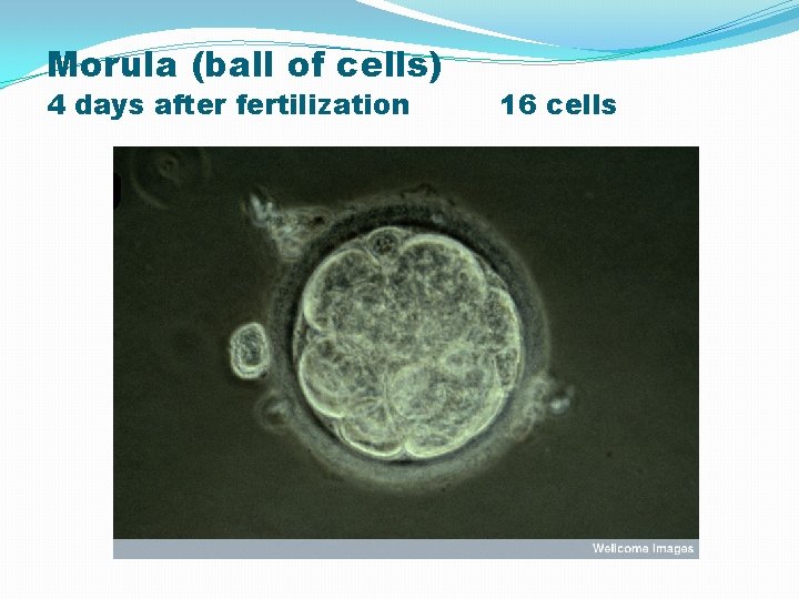 Morula (ball of cells) 4 days after fertilization 16 cells Source: Florida Institute for