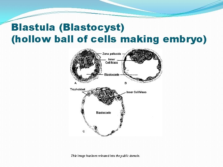 Blastula (Blastocyst) (hollow ball of cells making embryo) This image has been released into Blastula (Blastocyst) (hollow ball of cells making embryo) This image has been released into