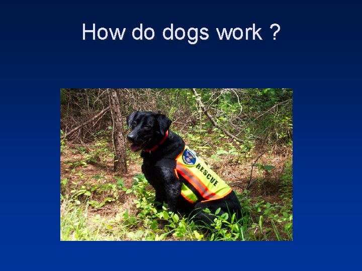 How do dogs work ? 