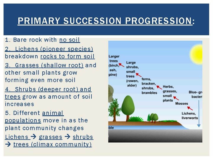 PRIMARY SUCCESSION PROGRESSION: 1. Bare rock with no soil 2. Lichens (pioneer species) breakdown