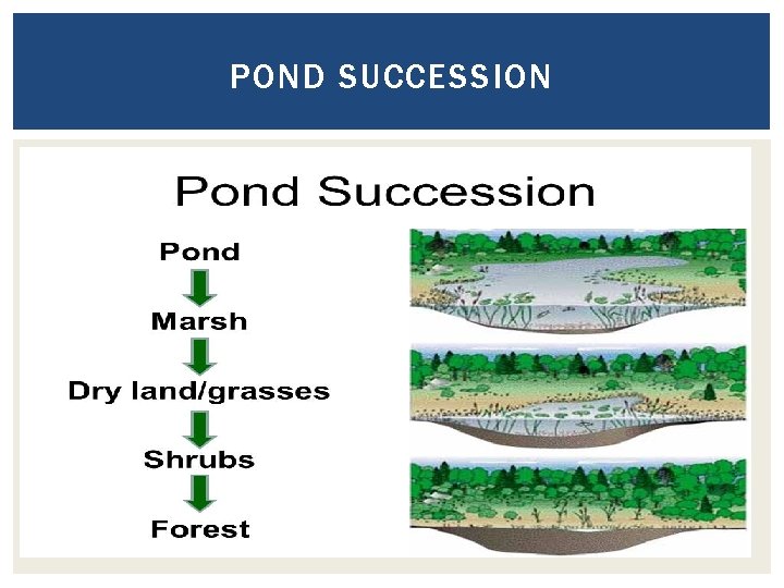 POND SUCCESSION 