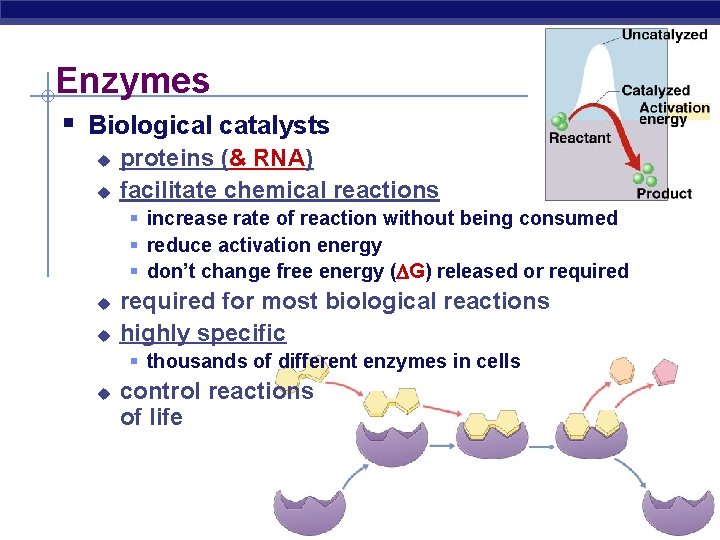 Enzymes § Biological catalysts u u proteins (& RNA) facilitate chemical reactions § increase